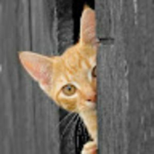 Meet your Posher, Nicholas